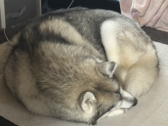 丸くなって眠るシベリアンハスキーのアデル
